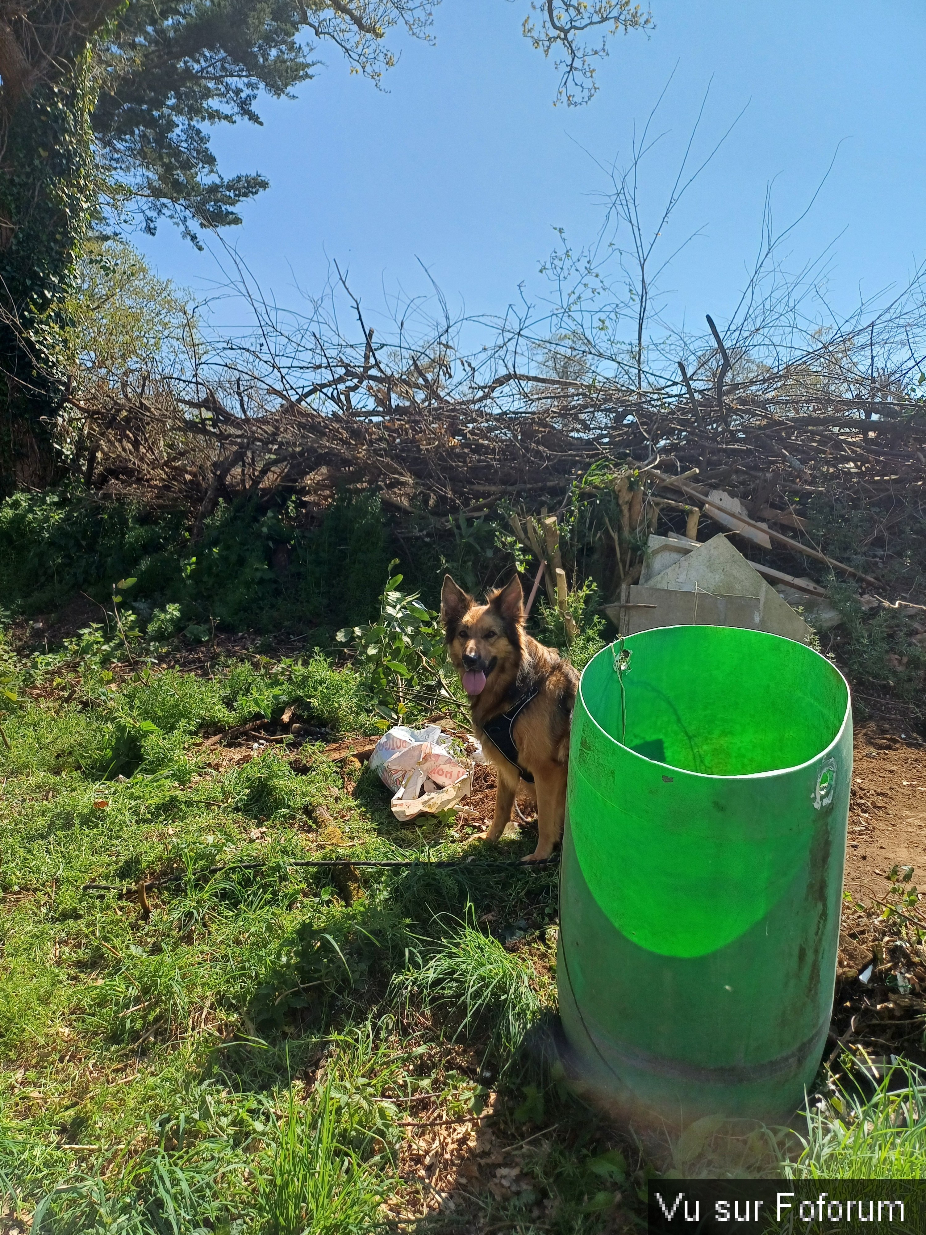Louna chienne de Capitaine-Jack monte la garde