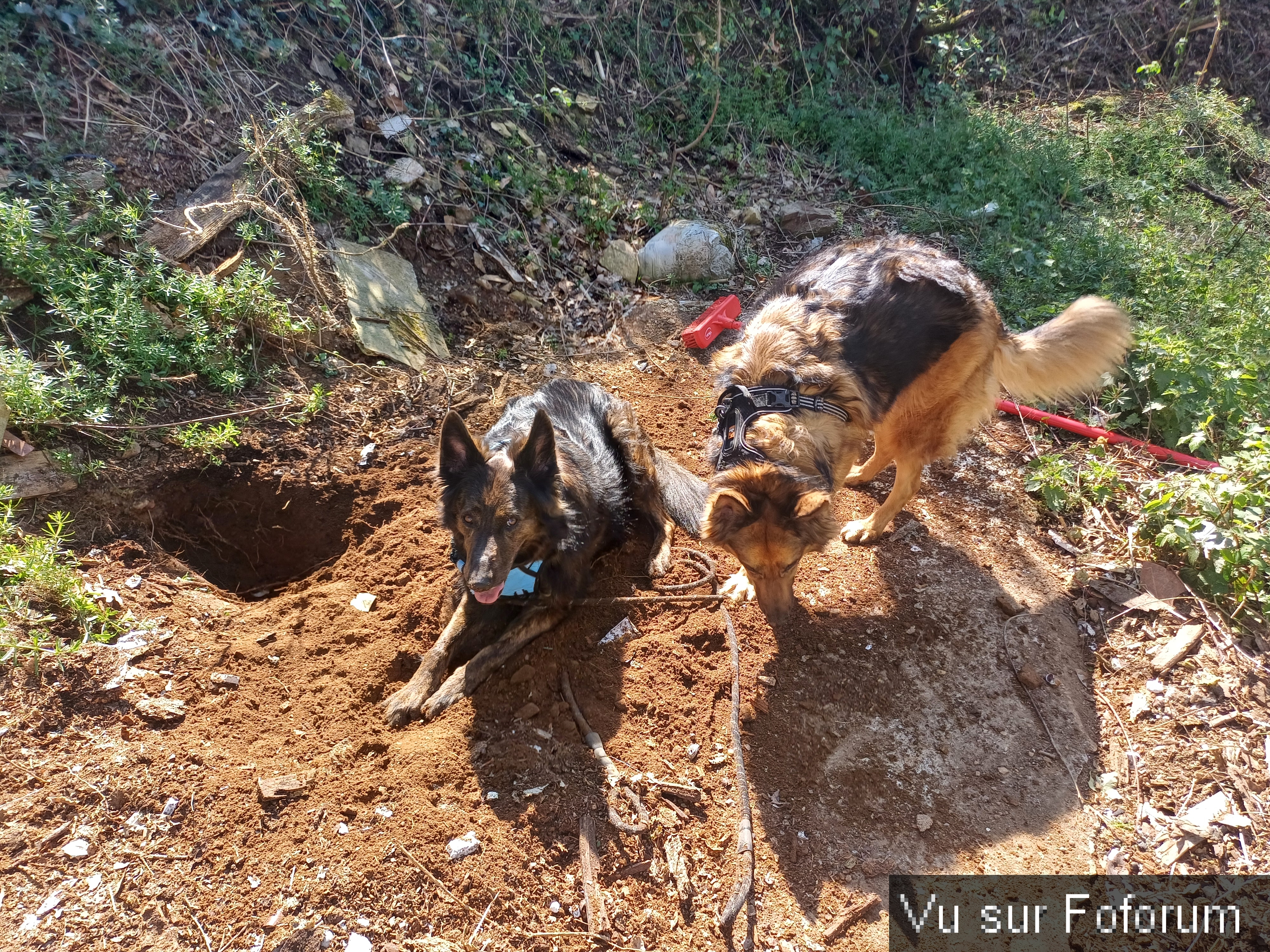 Louna et Pepsy avec Capitaine-Jack 1