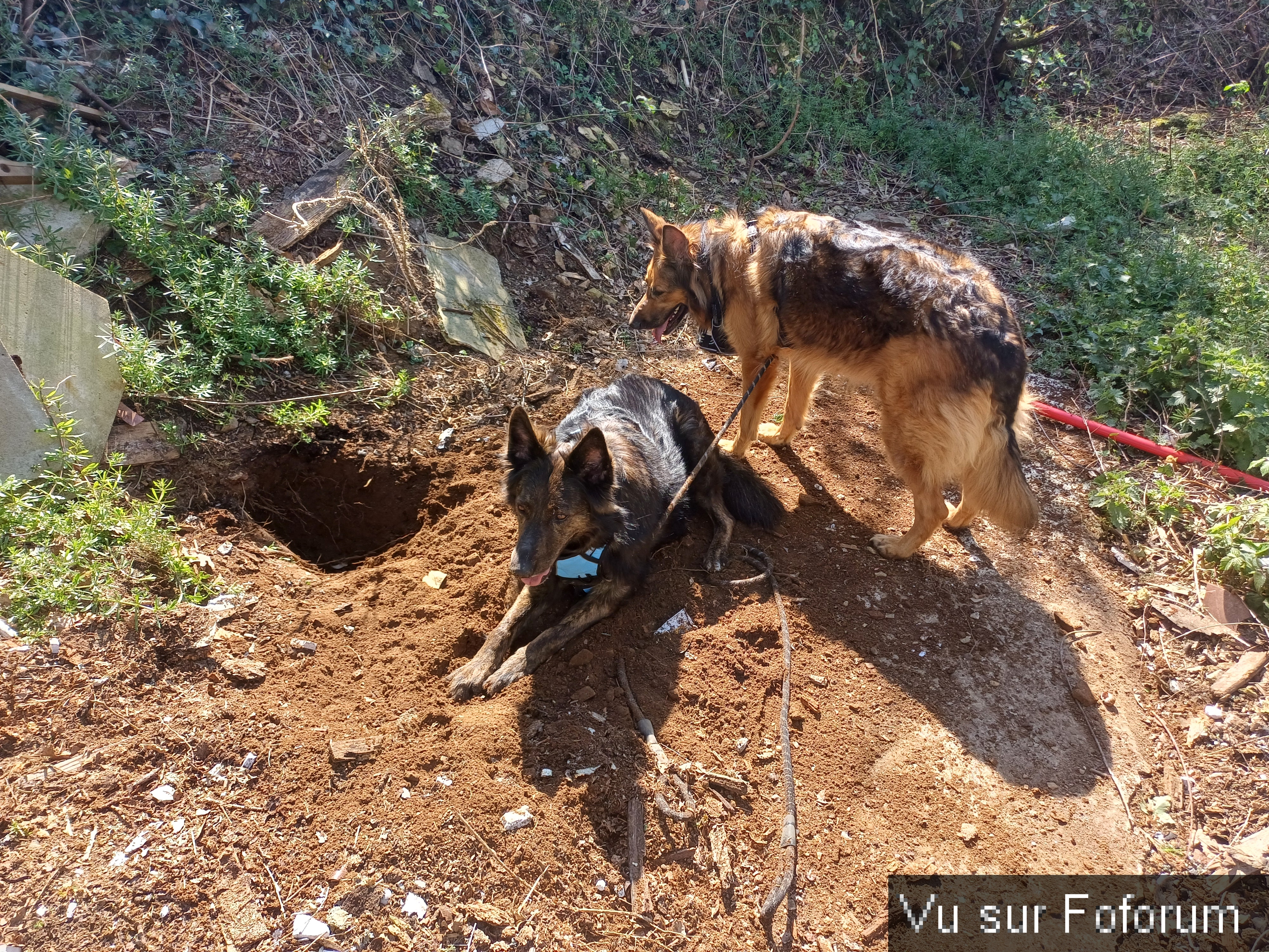 Louna et Pepsy avec Capitaine-Jack 4