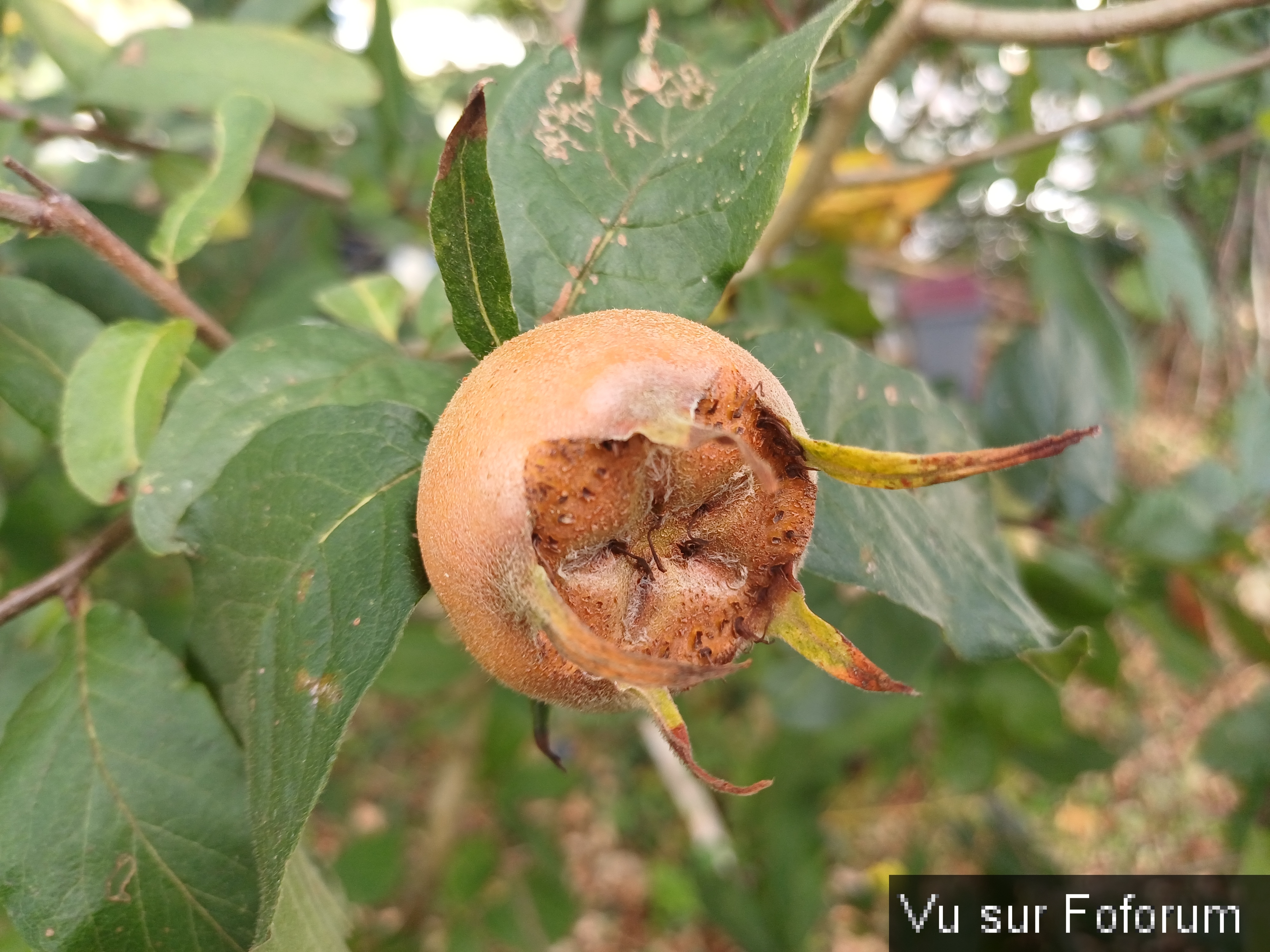 Nèfle jardin de Capitaine Jack.jpg