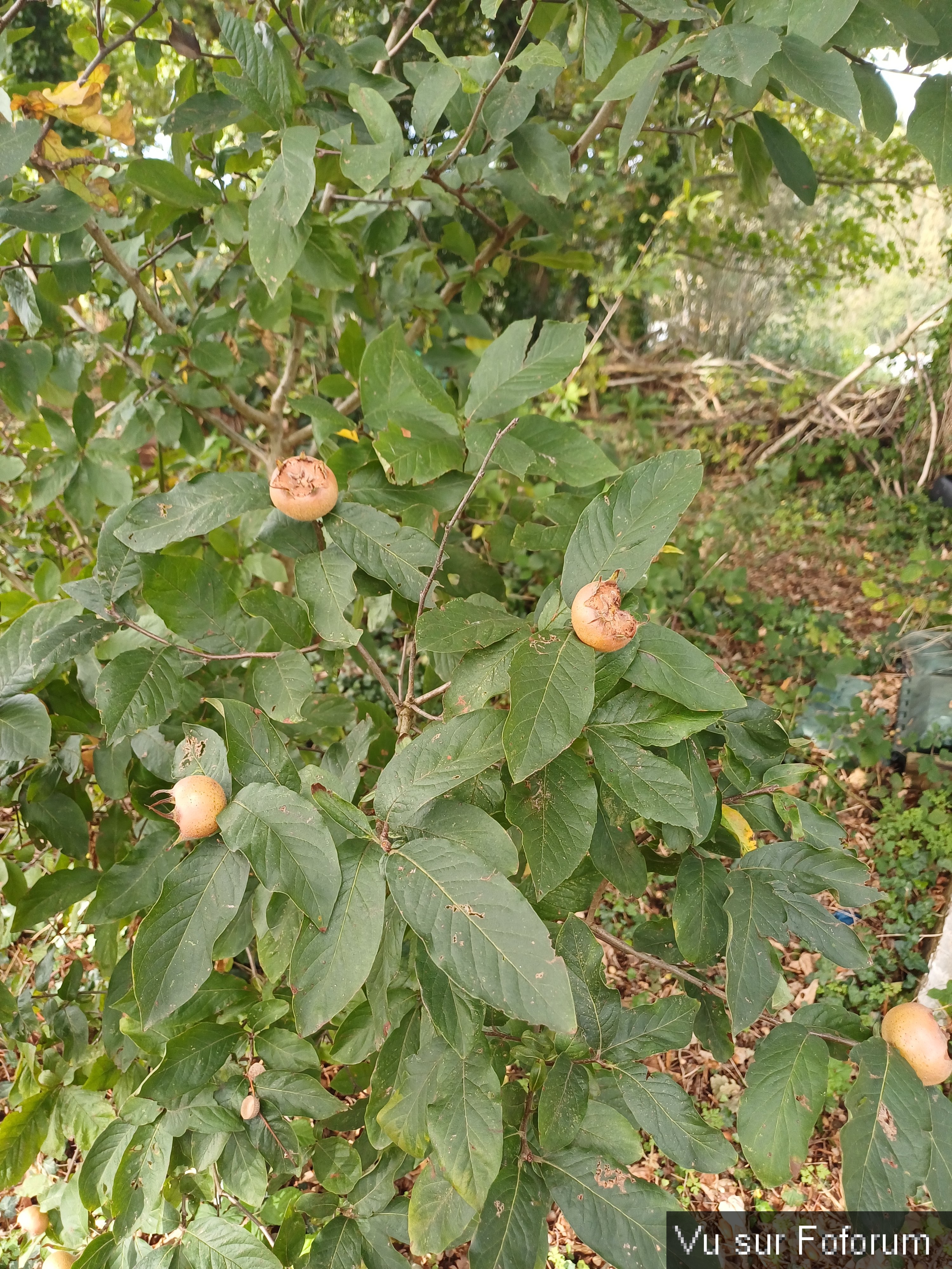 Néflier de Capitaine Jack.jpg