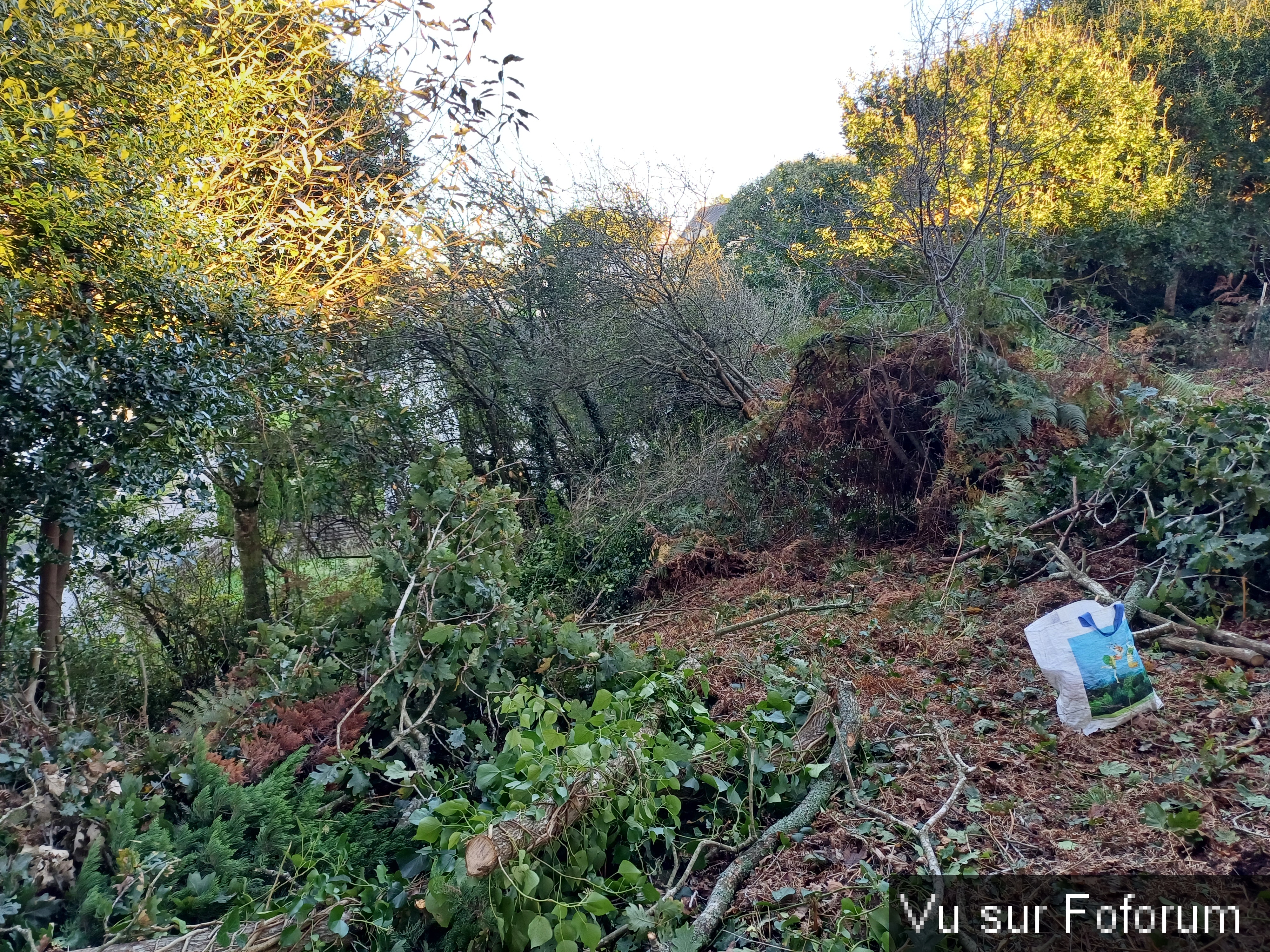 On a commencé à élaguer les arbres du bas