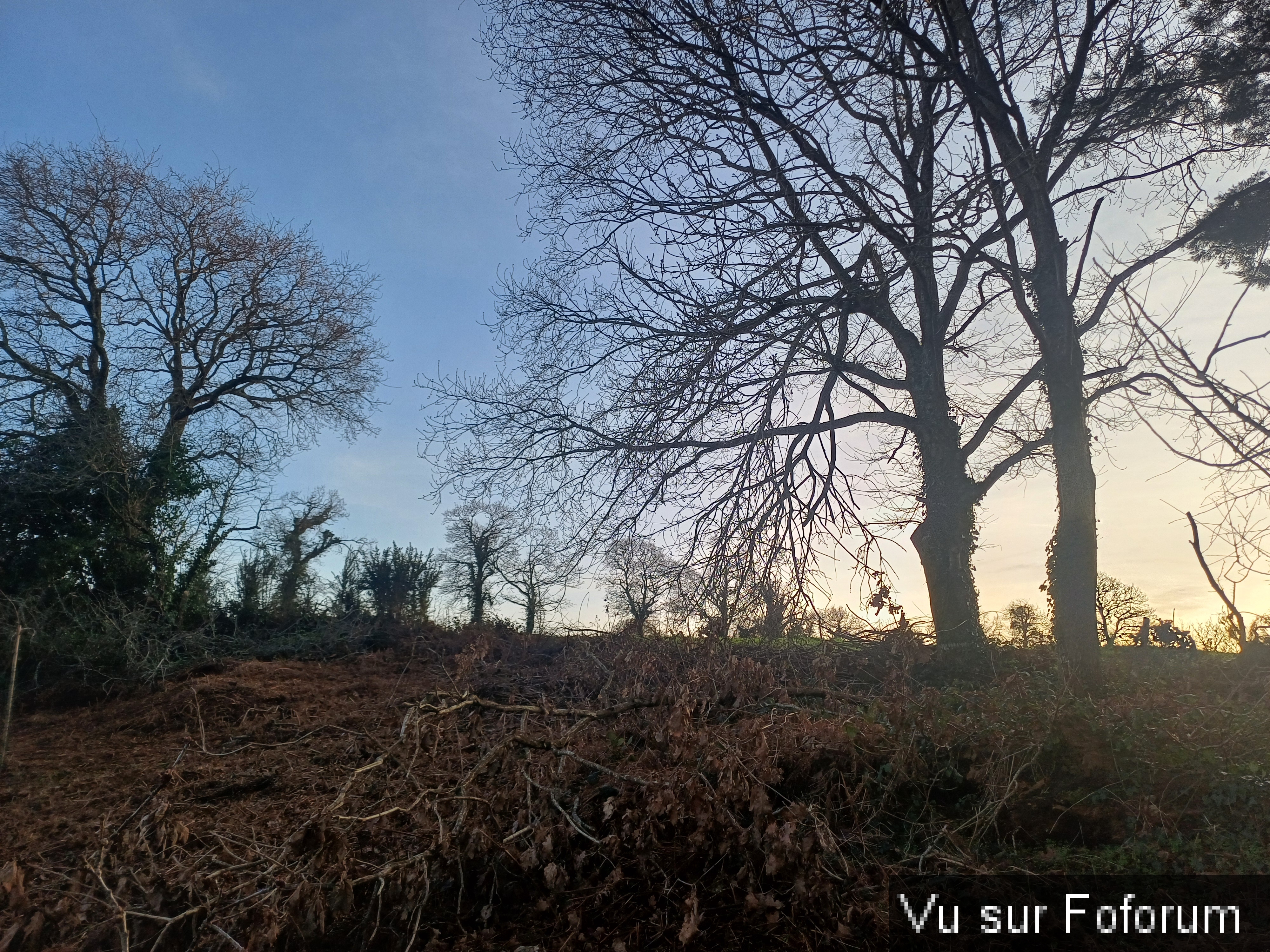 On replantera pas loin de 10 arbres fruitiers - Capitaine Jack