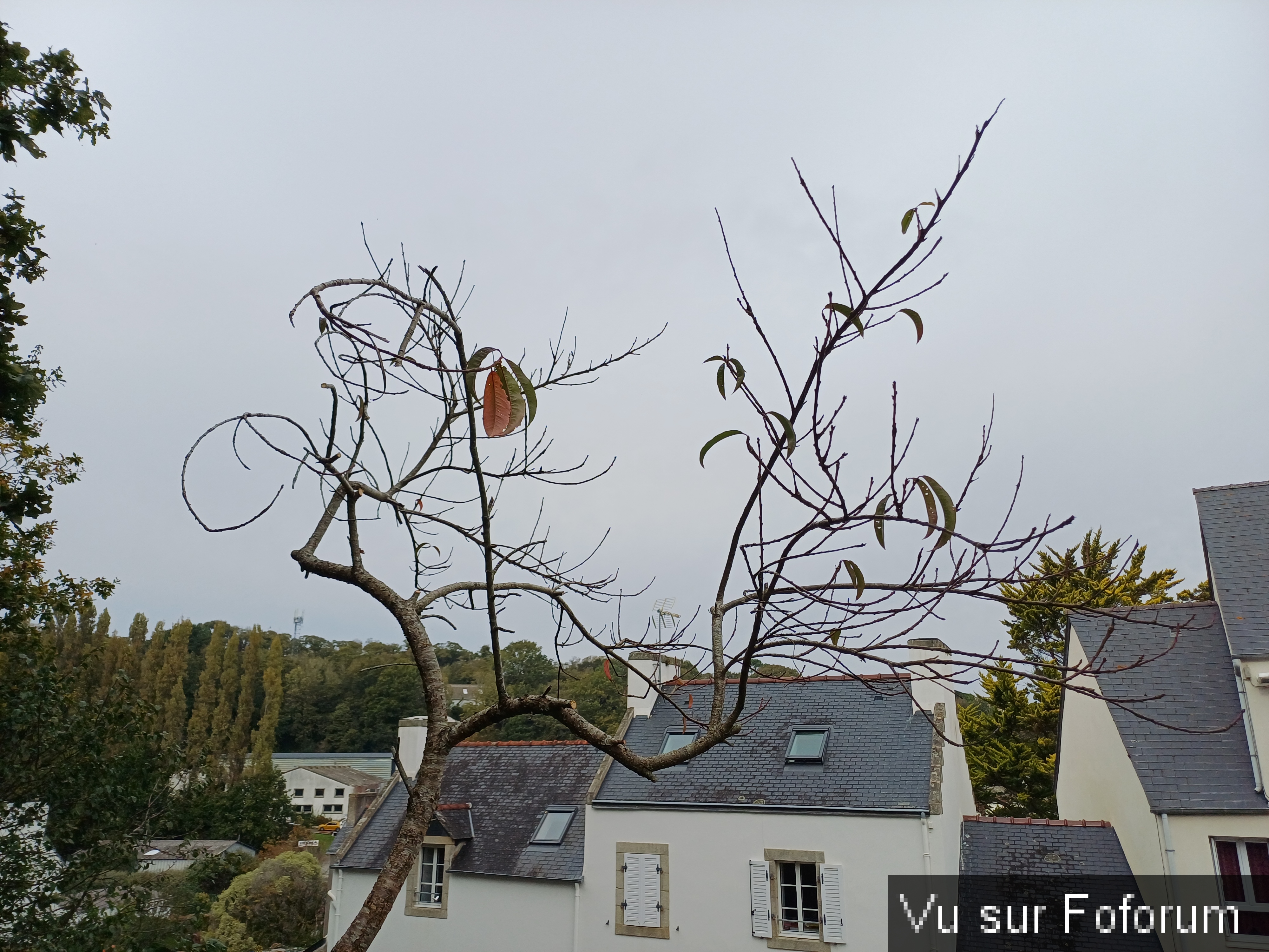 Pêcher taillé par Capitaine Jack jardinier.jpg