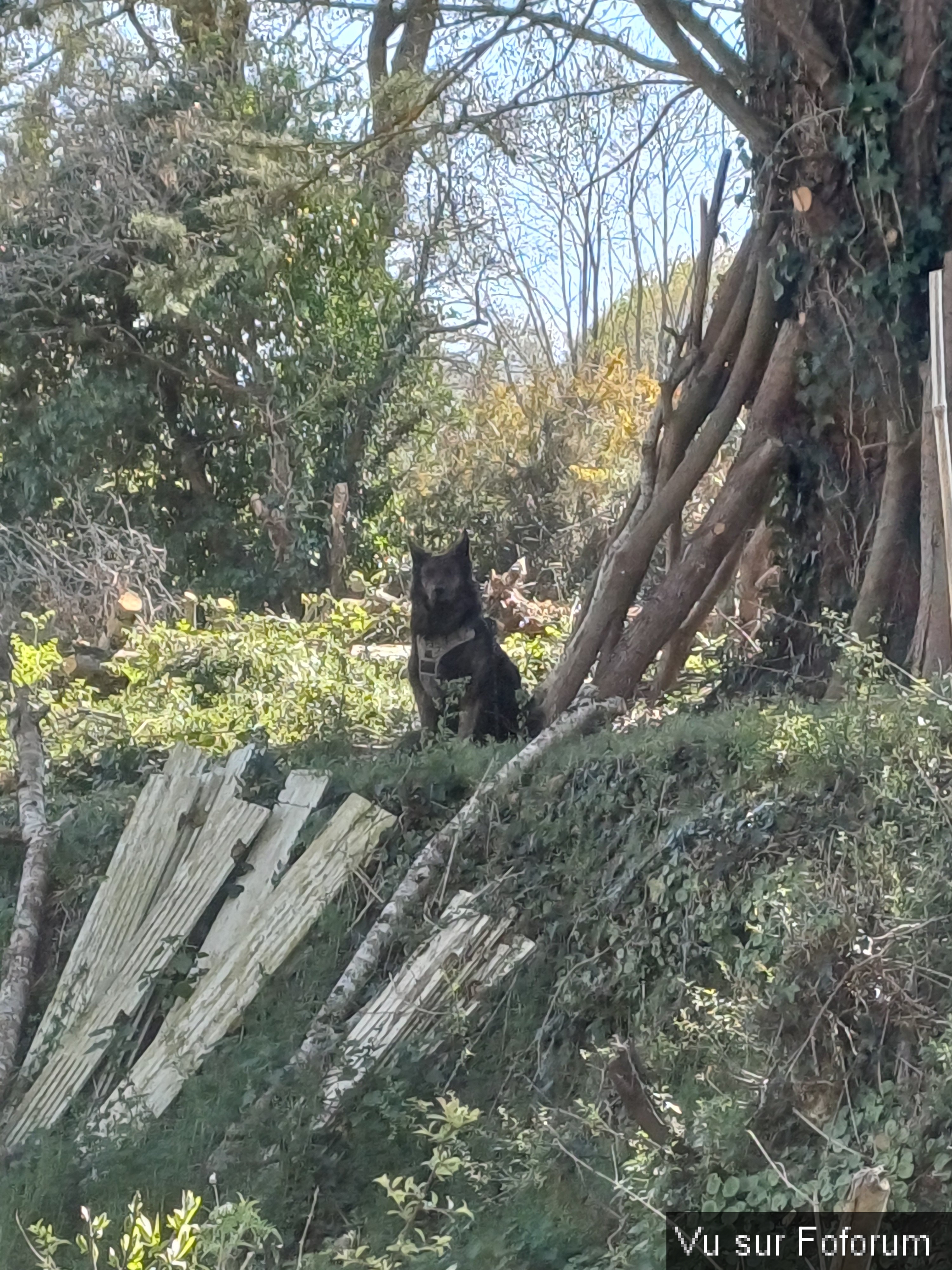 Pepsy Capitaine-Jack 1