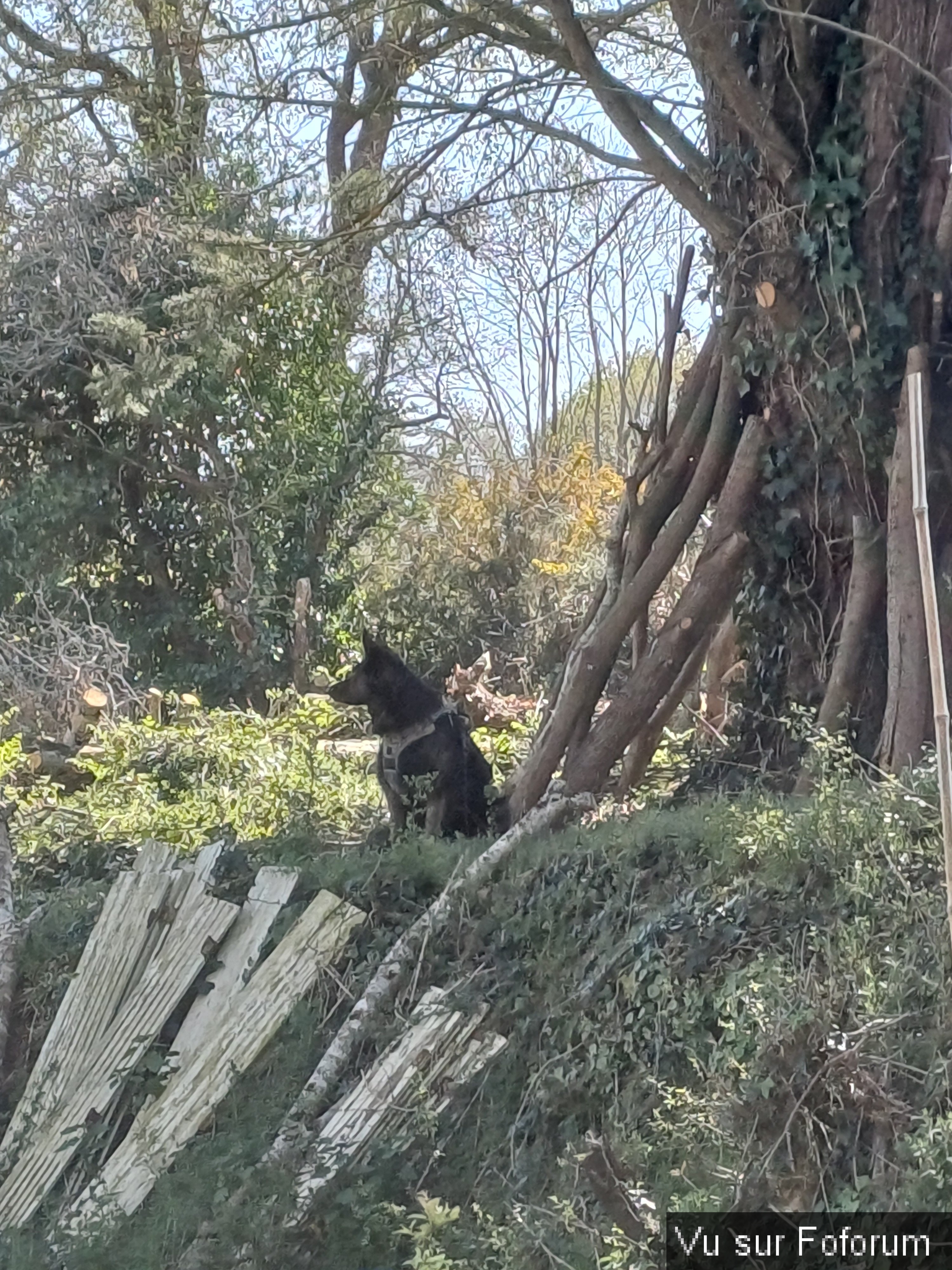 Pepsy Capitaine-Jack 2