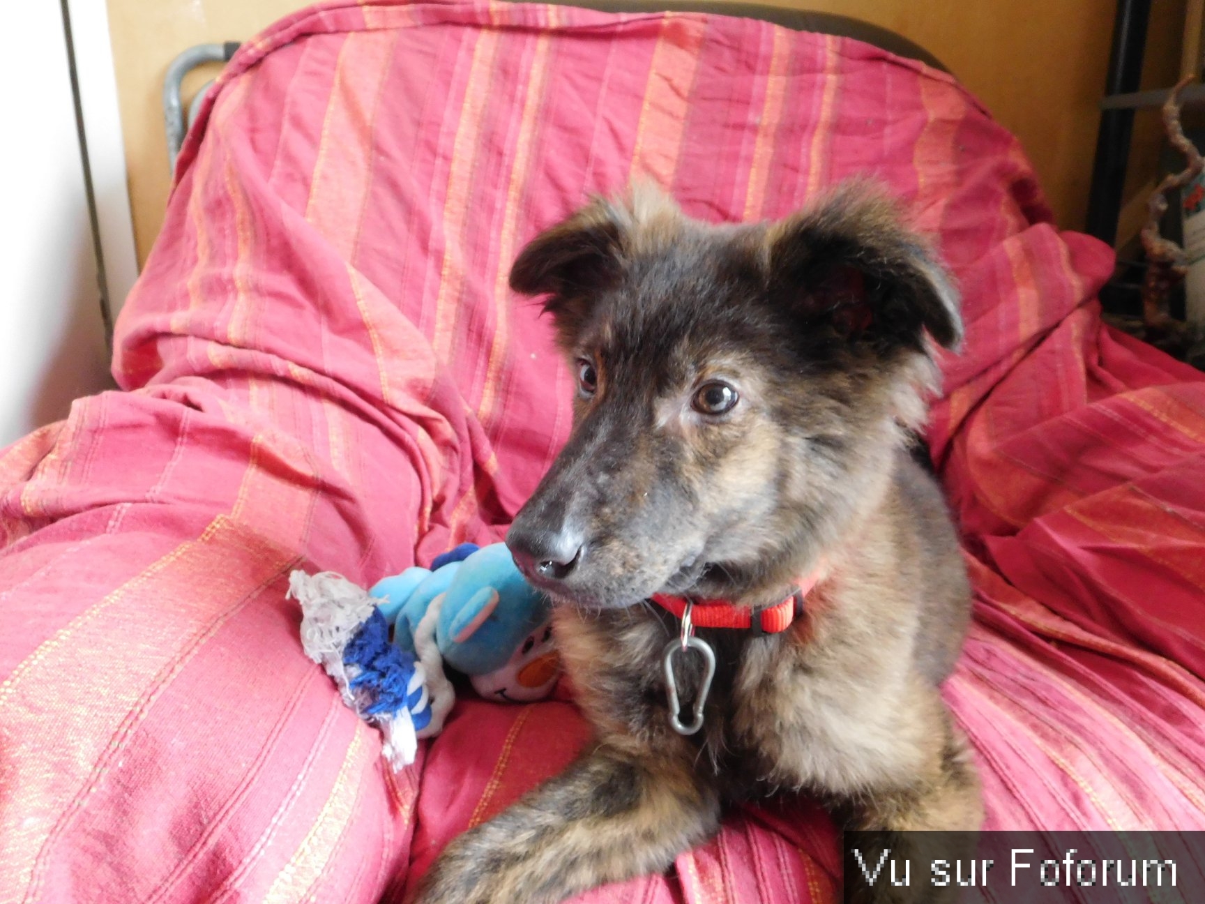 Pepsy le bébé du Capitaine Jack