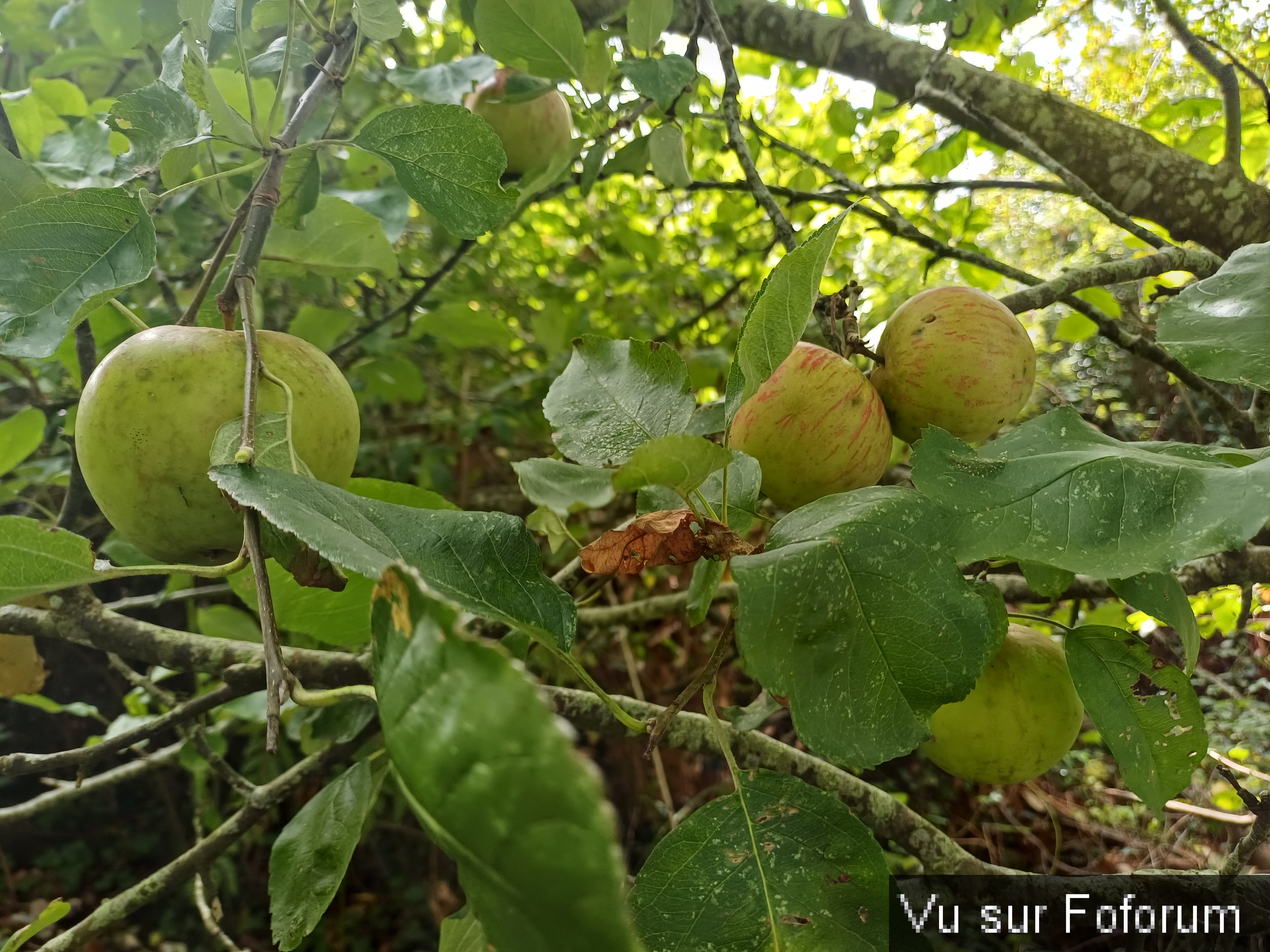 Pommes de Capitaine Jack.jpg
