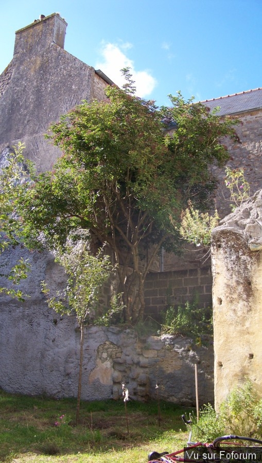 Pont-Croix - Capitaine Jack (177).jpg