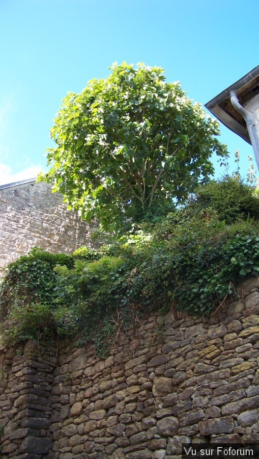 Pont-Croix - Capitaine Jack (22).jpg