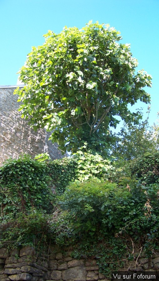 Pont-Croix - Capitaine Jack (23).jpg