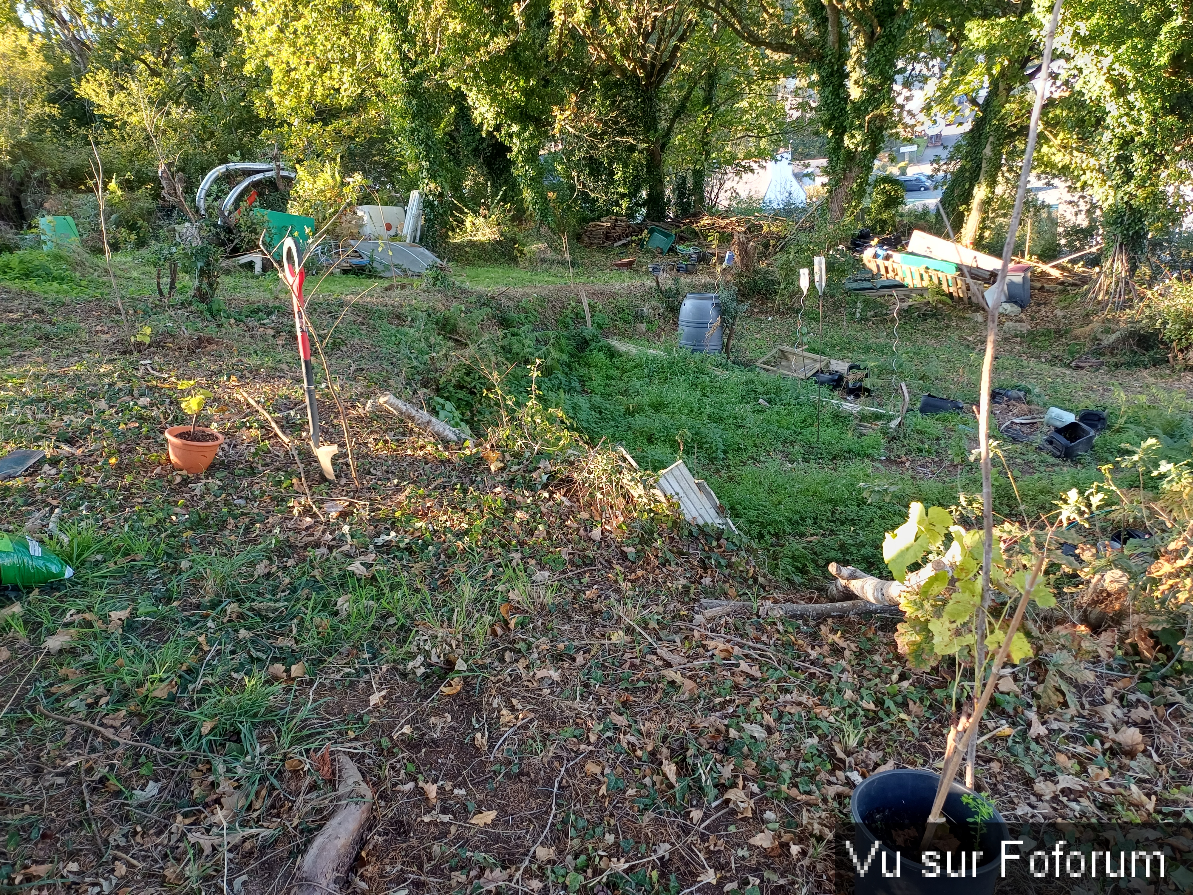 Pour commencer on va planter 8 pieds de vigne - Capitaine Jack.jpg