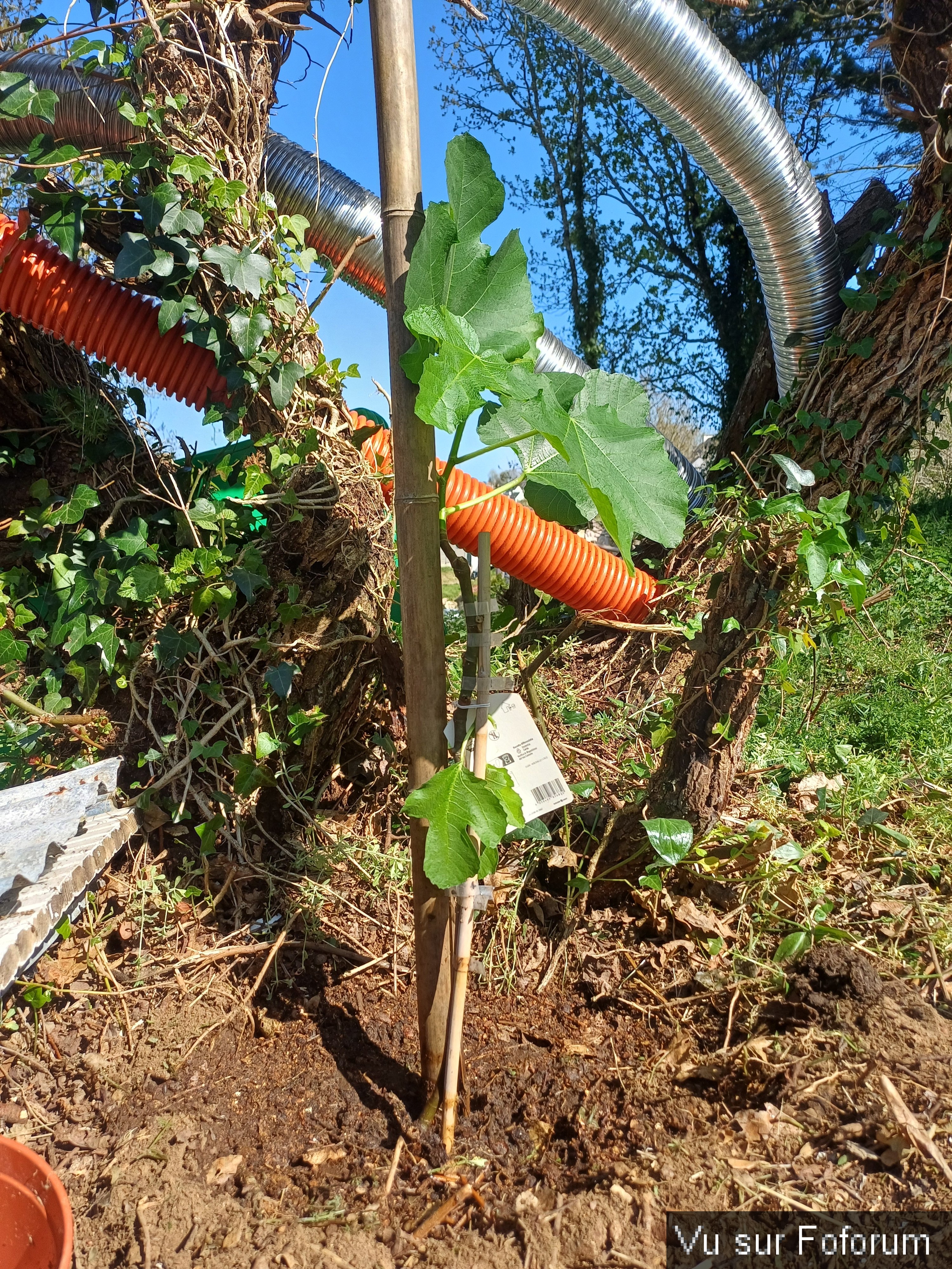 Premier figuier planté par Capitaine-Jack 1