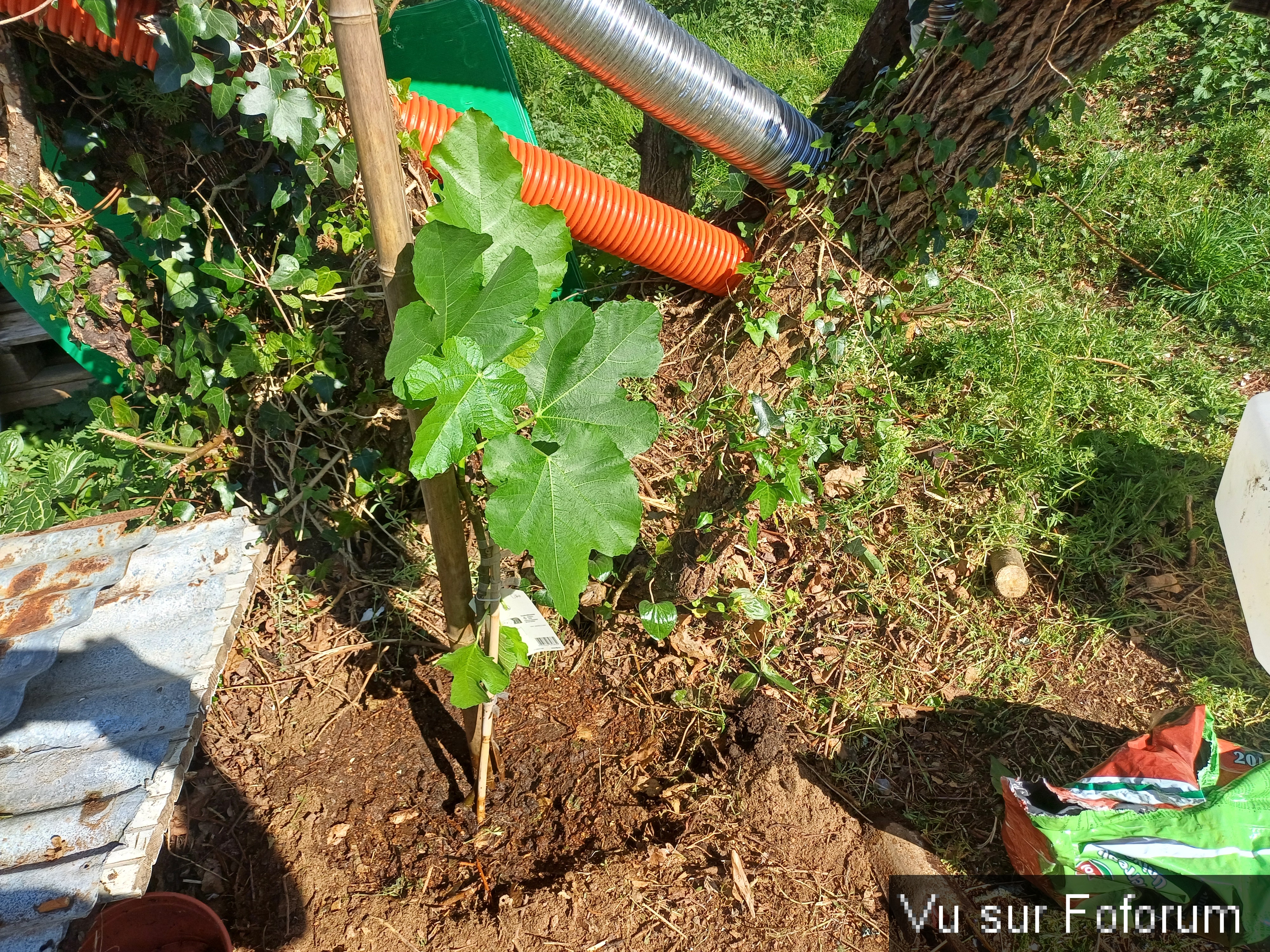 Premier figuier planté par Capitaine-Jack 2