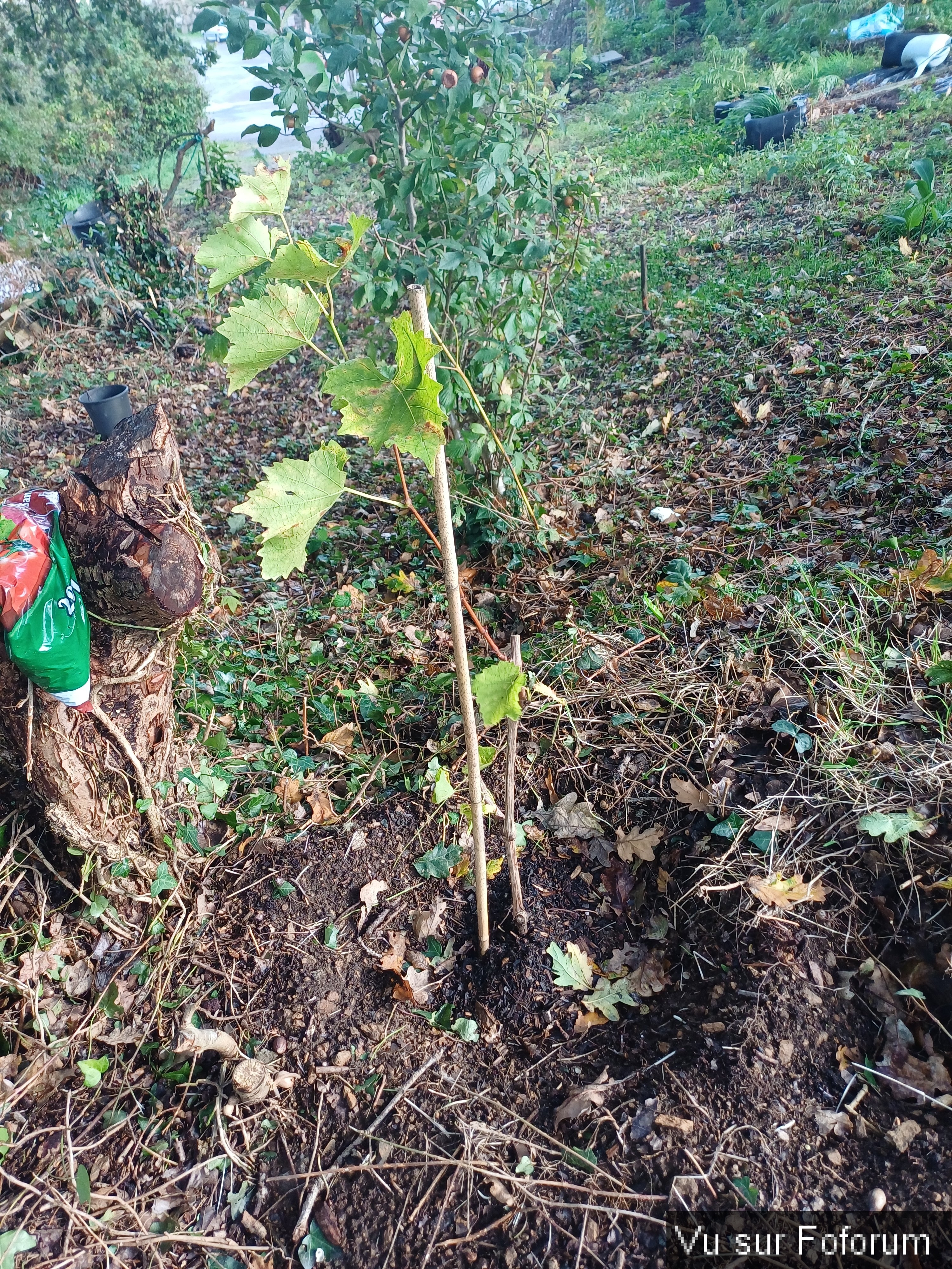 Première plantation de vigne - Capitaine Jack.jpg