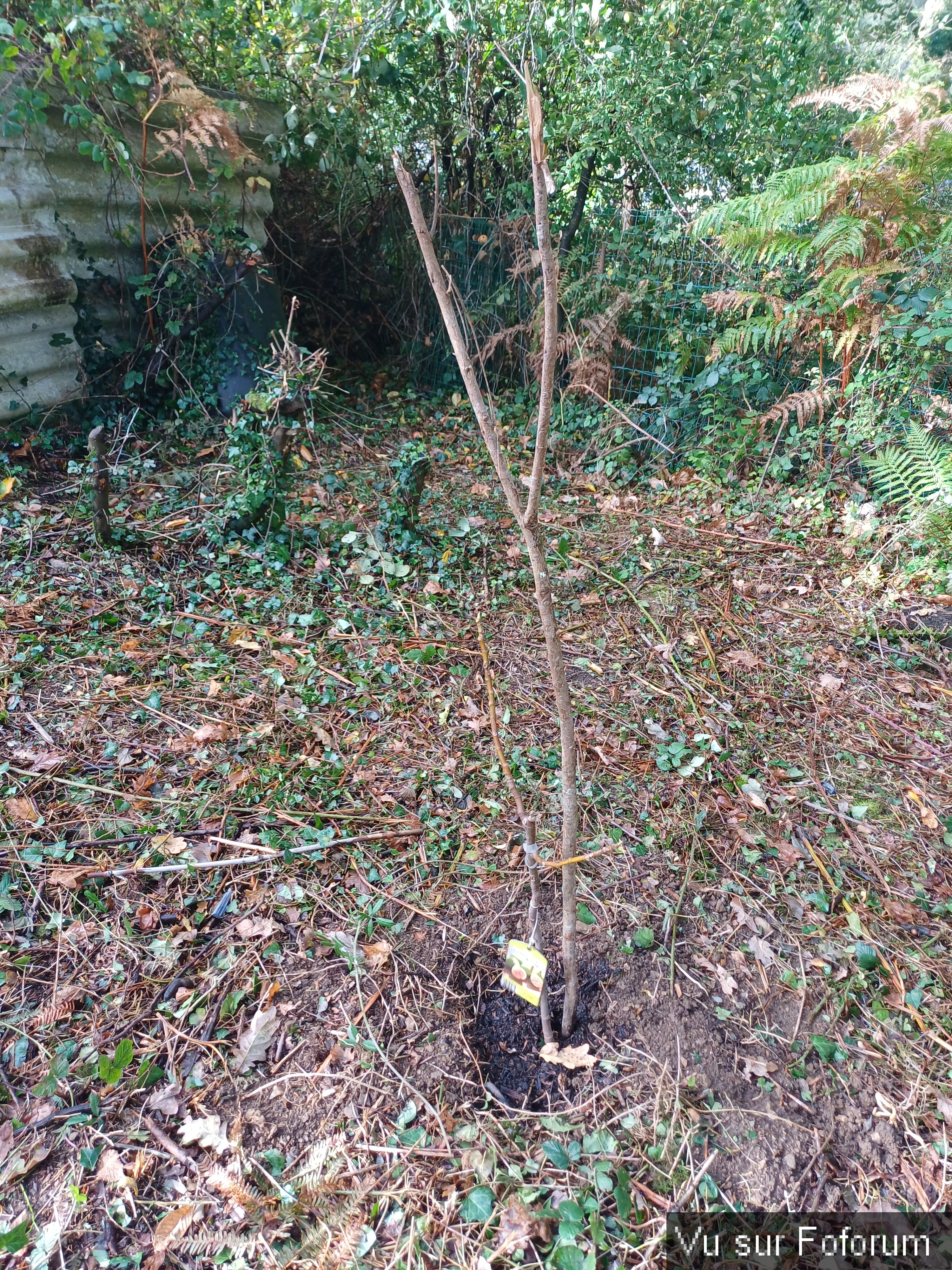 Second figuier planté - Capitaine Jack.jpg