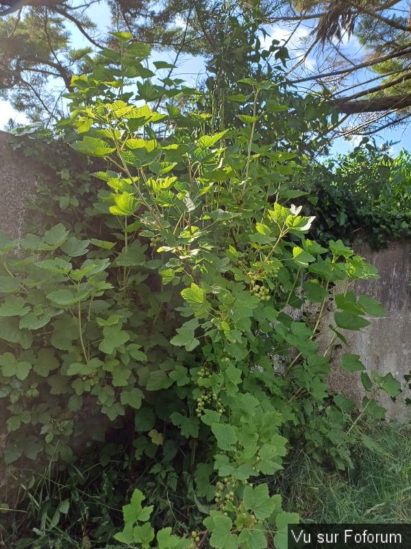 Silence ça pousse (15)_1.jpg