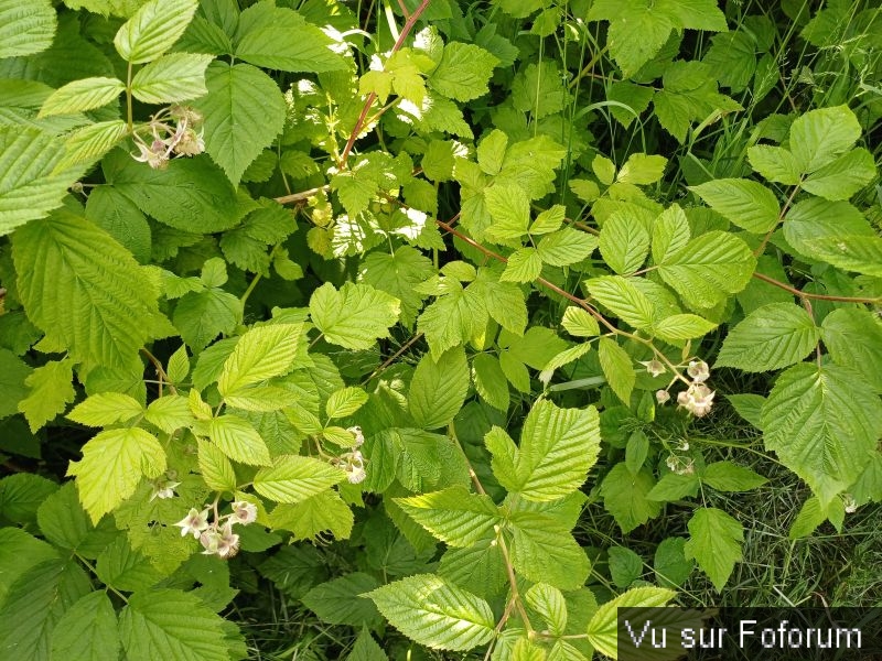 Silence ça pousse (18)_1.jpg