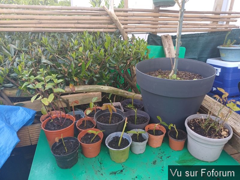 Silence ça pousse (4)_1.jpg