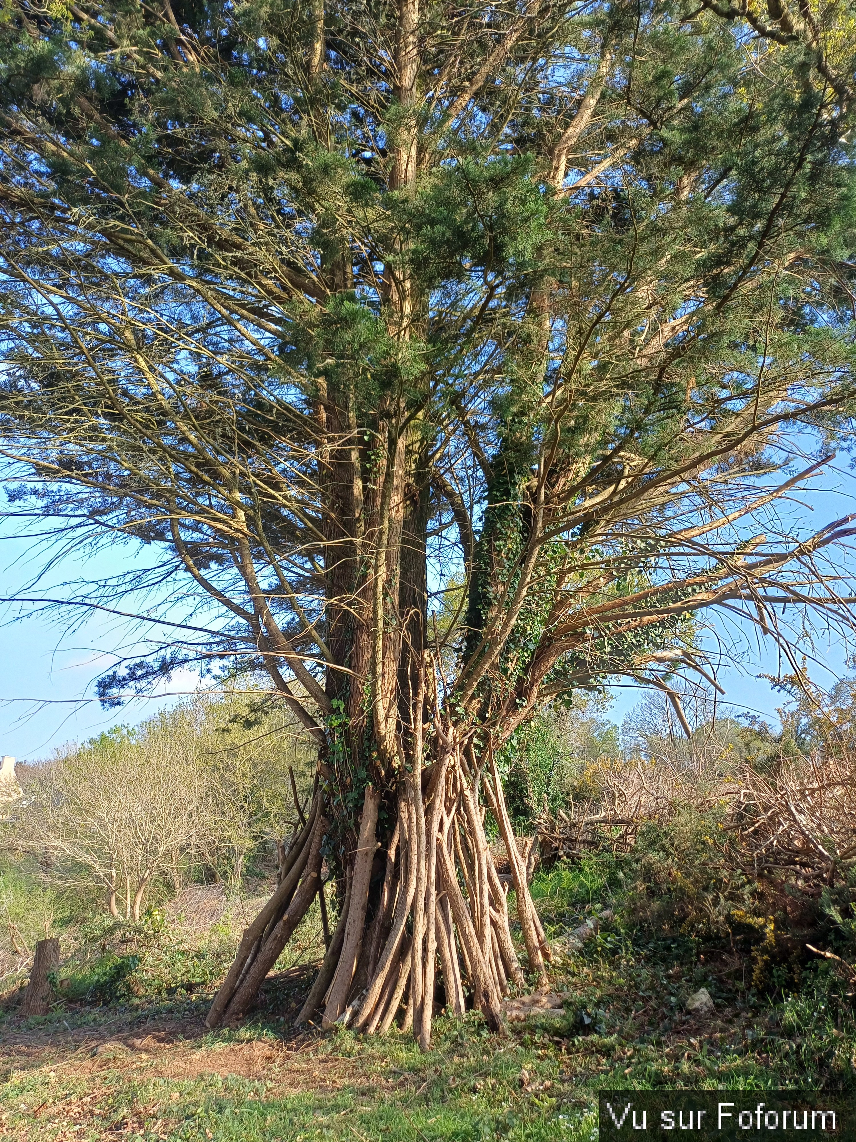 Stock de branches - Capitaine-Jack