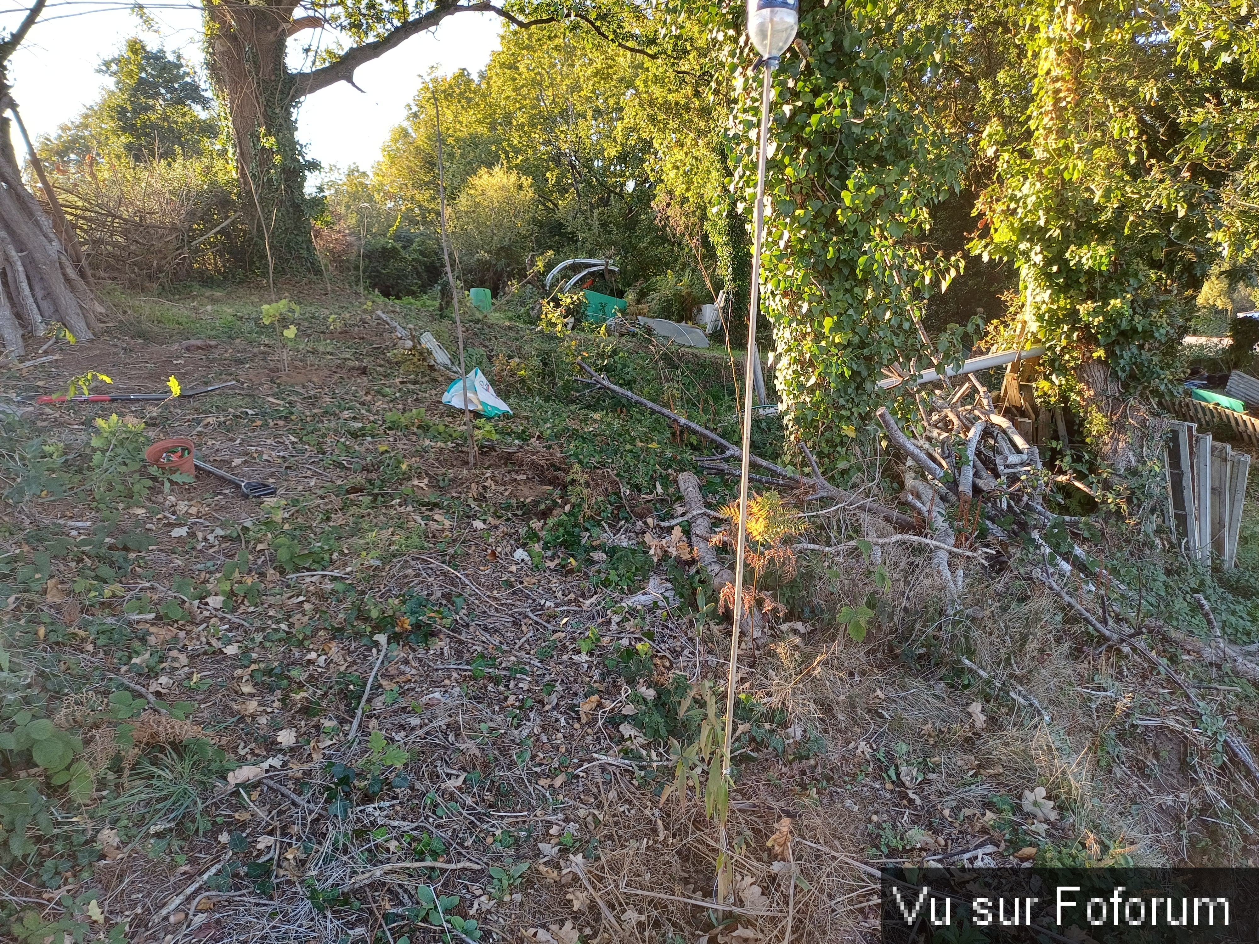 Toutes les vignes sont plantées - Capitaine Jack.jpg
