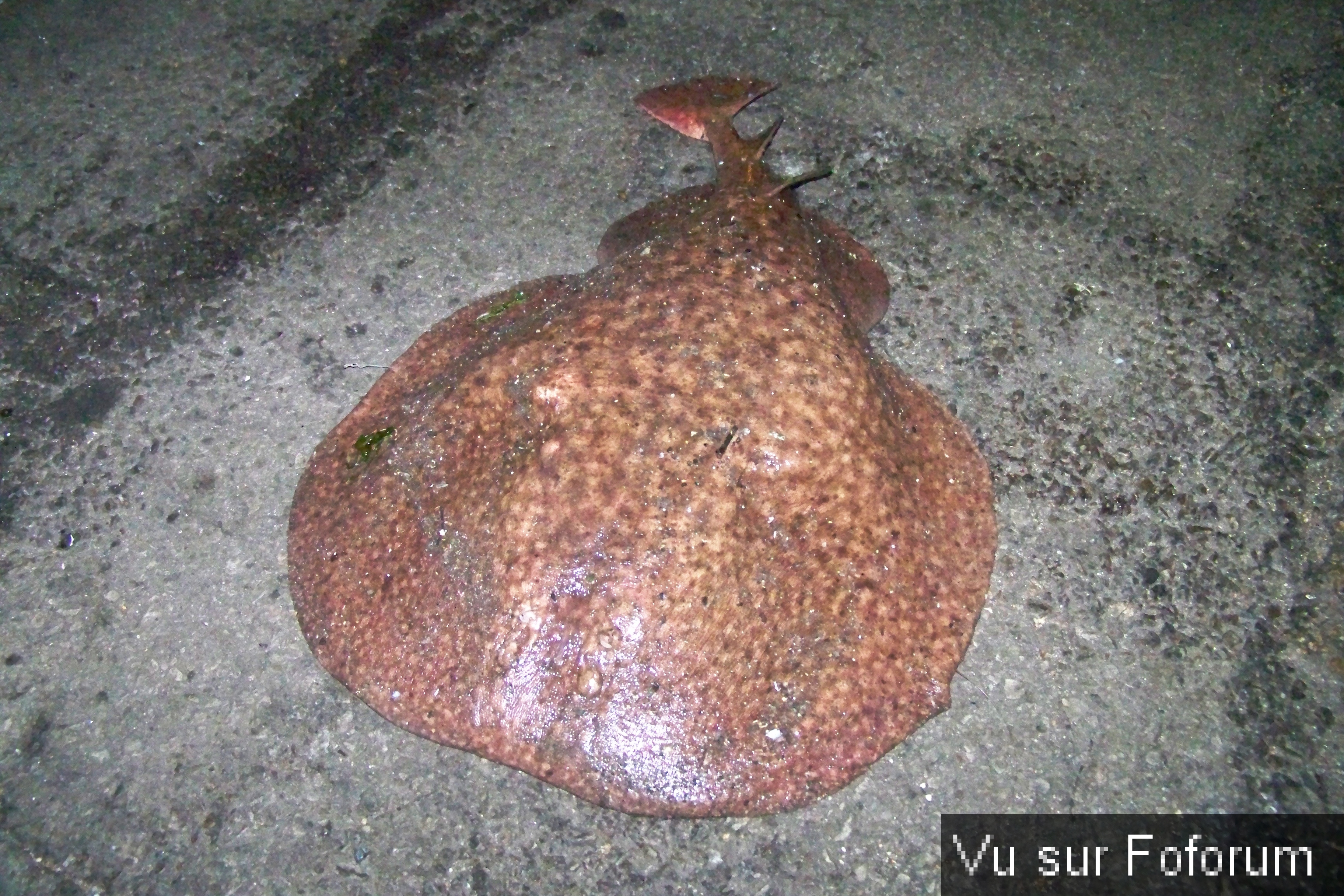 Une Raie Torpille pêchée à Saint-Guénolé - Capitaine Jack