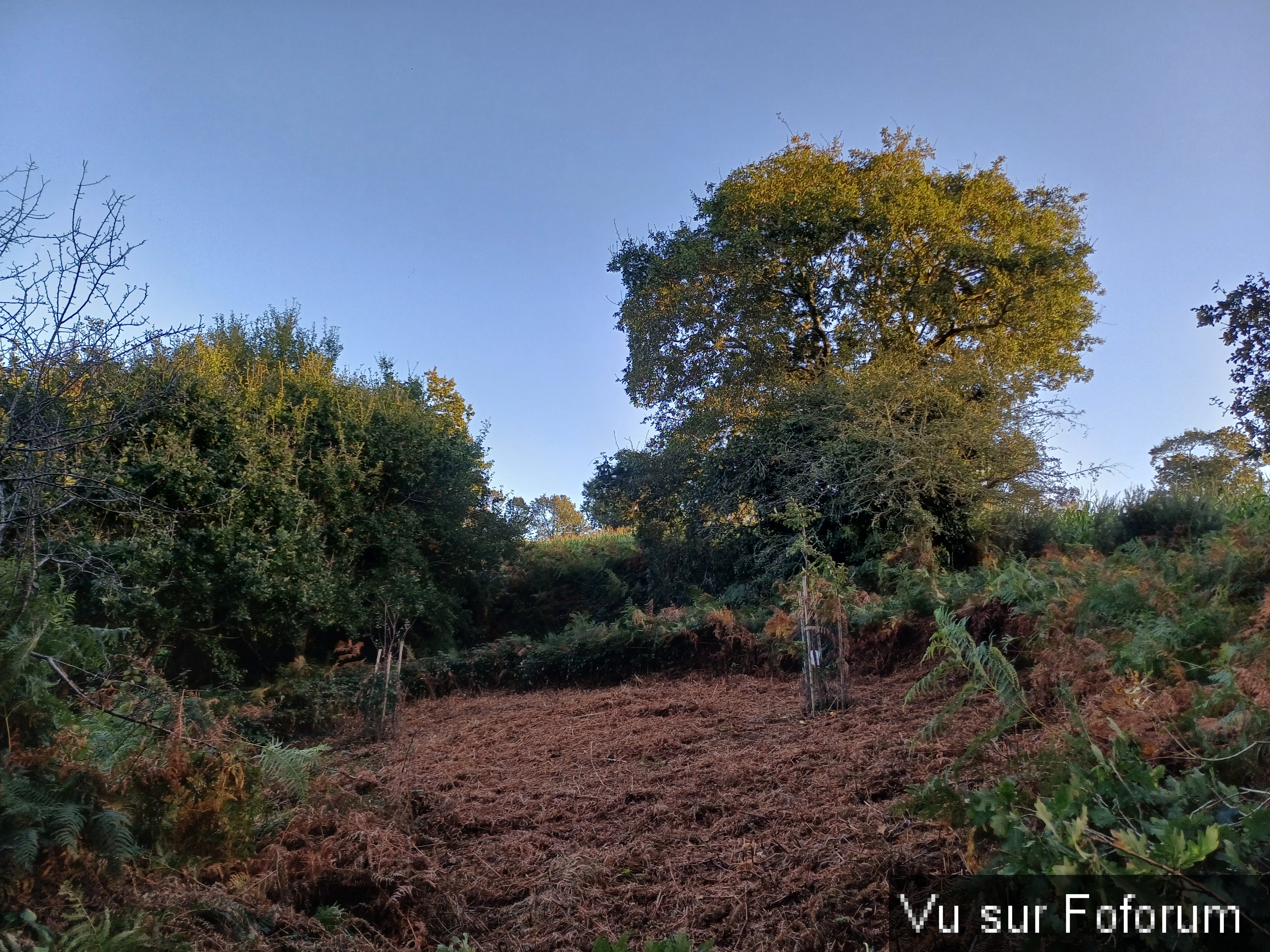 Verger qui pourra accueillir une dizaine de fruitiers - Capitaine Jack