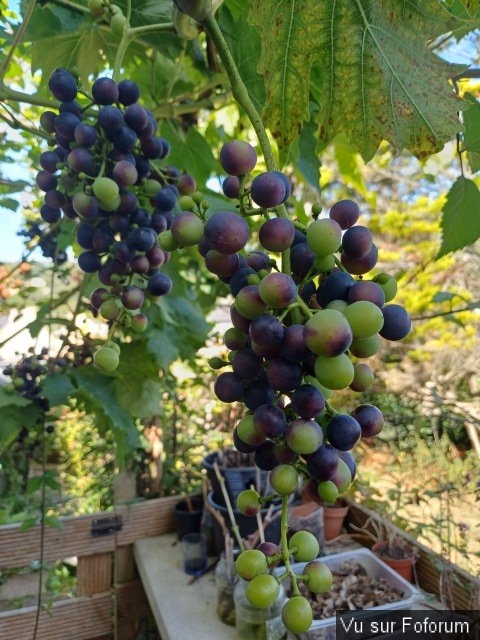 Vigne de capitaine jack (41).jpg